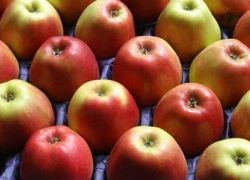 اتلاف نصف طن من التفاح في &quot;الحسبة&quot; في رام الله
