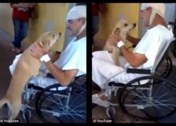 فيديو .. الكلب الذي انتظر صاحبه 8 أيام عند باب المستشفى
