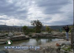 طولكرم : برك بيت ليد شرق طولكرم بعيدة عن اهتمام ذوي الاختصاص