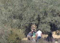 مستوطنون يسرقون ثمار الزيتون من أراضي دير شرف
