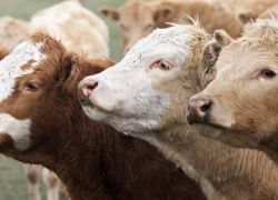 تحذيرات جدية من تفشي وباء جنون البقر من جديد!