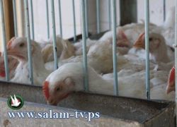 بعد إفتتاح أكثر من مسلخ..وداعاً لمعاطات الدواجن في مدينة طولكرم