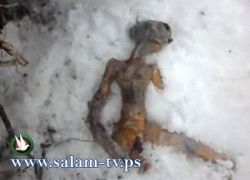 العثور على جثة مخلوق فضائي بعد تحطم مركبته الفضائية