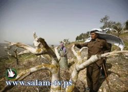 الاحتلال 'يعدم' اشجار زيتون في الولجة ببيت لحم