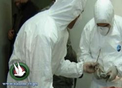 الكشف عن ملابسات مقتل مسنة في الخليل