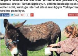 تركيا - ارتفاع أسعار الحمير بسبب زيادة الطلب على حليبها