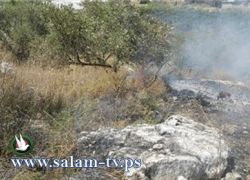 بالصور- حريق يلتهم اكثر من 500 شجرة زيتون جنوب طولكرم