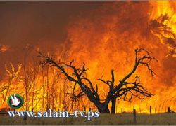 حرائق كبيرة تندلع في اسرائيل واحدها قرب معسكر للجيش