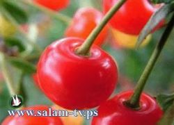 عصير الكرز ينشط القلب