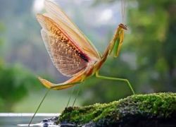  خبراء الفاو: الحشرات غذاء غني بالحديد