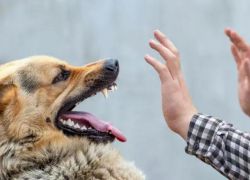 منذ مطلع العام: تسجيل 6 إصابات بداء الكلب وحالات العض تجاوزت الـ1000 حالة في الضفة