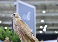 سعودي يرفض بيع صقره بـ 2.5 مليون درهم