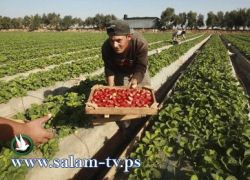 طولكرم - الزراعة والمهندسين العرب تنفذان ورشة عمل في باقة الشرقية