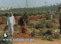 جرافات الاحتلال تشرع بعمليات تجريف في أراضي في بيت لحم