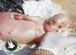 ماعز تلد كائن غريب جدا سبحان الله