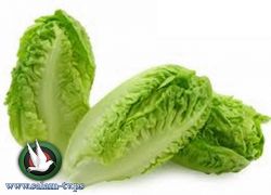 الخس يحارب عطش الصيف وذو فوائد مذهلة