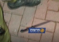 الخليل - الاحتلال يعتقل فتاة بحجة حيازتها سكين