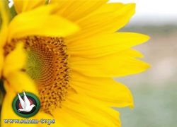 حالة الطقس : اجواء صافية وارتفاع درجات الحرارة