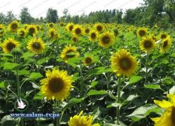 حالة الطقس أجواء حارة نسبيا حتى منتصف الأسبوع