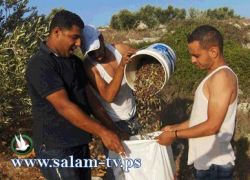 طولكرم:مؤازري المركز الفلسطيني لقضاياالسلام يشاركون مواطنة قطف زيتونها