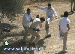 مستوطنون يقتلعون أشجار لوزيات من أراض في بيت أمر
