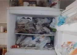 العثور على 38 قطا في ثلاجة إسرائيلي في بات يام