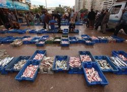 أسماك غزة تصل الضفة الإثنين المقبل