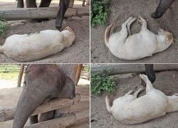 بالفيديو : فيل يحاول إيقاظ كلب كسول من نوم عميق