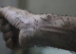 مختصون: فيروس زيكا أخطر مما نتوقع