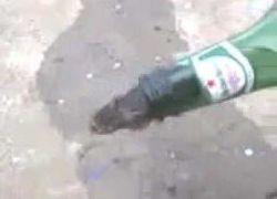 شاهد بالفيديو : فأر يدخل زجاجة خمر ويخرج منها سكران !!