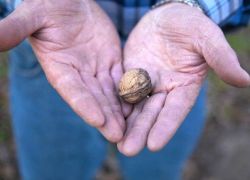  الجوز يحسّن خصوبة الرجال