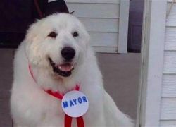 كلب يُنتخب عمدة لمدينة أمريكية للمرة الثالثة