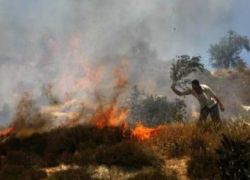 مستوطنون يحرقون 30 دونما جنوب الخليل