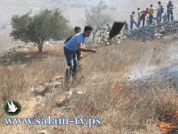 مستوطنون يحرقون 5 دونمات مزروعة بالقمح شمال طولكرم