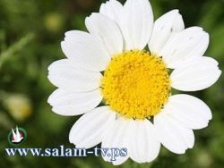 ارتفاع على درجات الحرارة اليوم وغداً