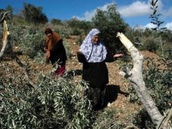 مستوطنين ايتمار يقتلعون 300 شجرة زيتون جنوب نابلس