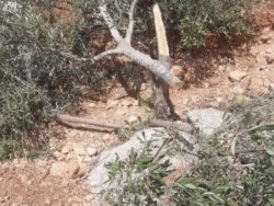 مستوطنون يقطعون 21 شجرة زيتون في المغير شرق رام الله