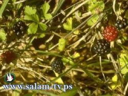 تعرفوا على فوائد العليق