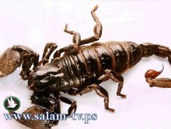 وفاة طفلة بلدغة عقرب في جنين