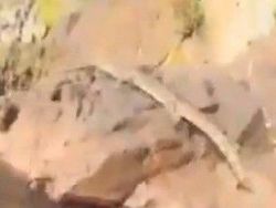 شاهد الفيديو : حادث بين سباح وتمساح