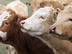 تحذيرات جدية من تفشي وباء جنون البقر من جديد!