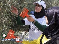 الشبيبة الطلابية " اقليم طولكرم " تصدر نشرة بانجازاتها