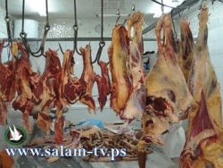 بلدية جنين تتلف كمية كبيرة من اللحوم المجمدة