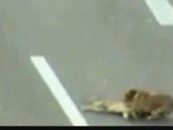 شاهد الفيديو : كلب يجر كلب آخر بعد ان صدمته سيارة ليبعده عن الطريق