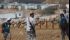 اعتداءات المستوطنين بالضفة والقدس.. حرق ...